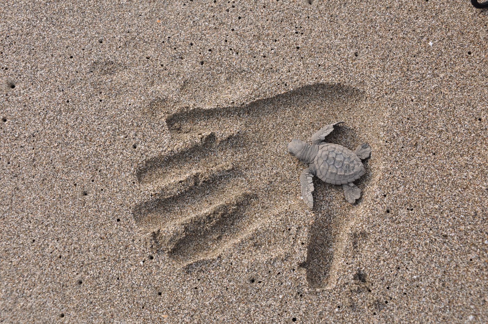 Exploring The World: A Turtle Eclipse of the Heart