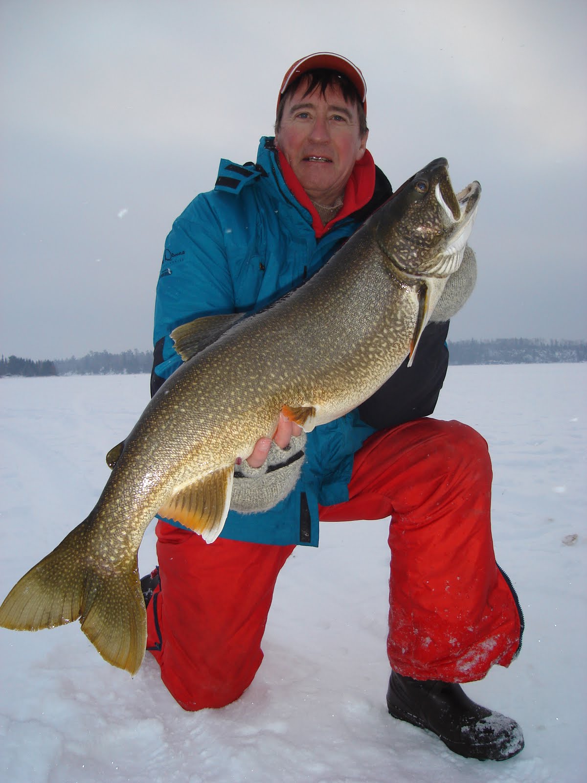 icing lake trout walleye flyers ice fishing