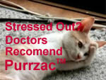 Stressed Cat