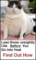 Stop being known as the Fat Cat - Lose weight now!