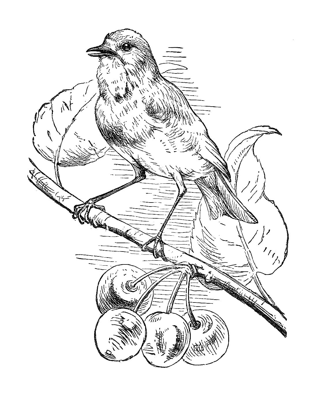 birds illustration