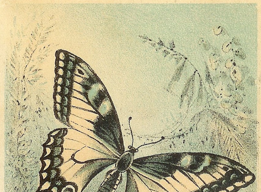 Antique Images: Free Butterfly Clip Art: Graphic Image of Antique