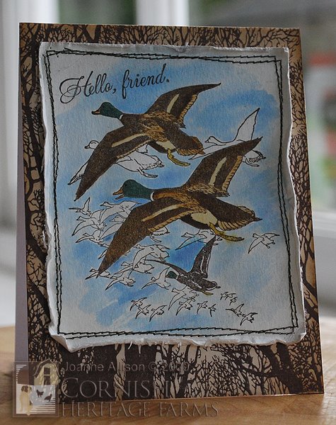 [friendlyDucks.jpg]