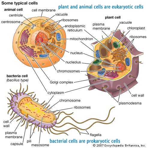 cells alive animal worksheet answers key