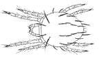 spider mite