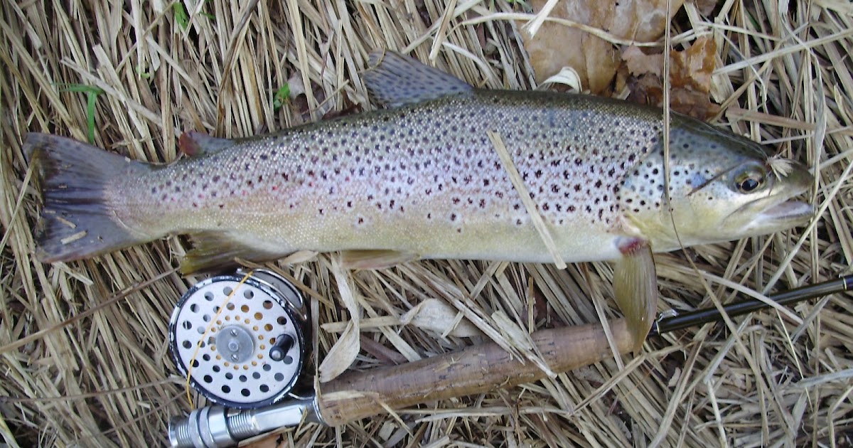 The Slippery Trout A Fly Fishing Blog Fly Fishing the Grannom Caddis