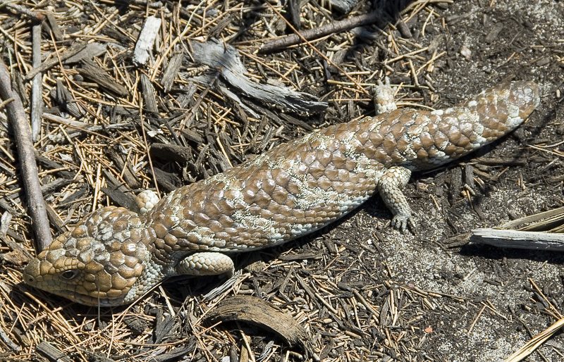 [bobtail.jpg]