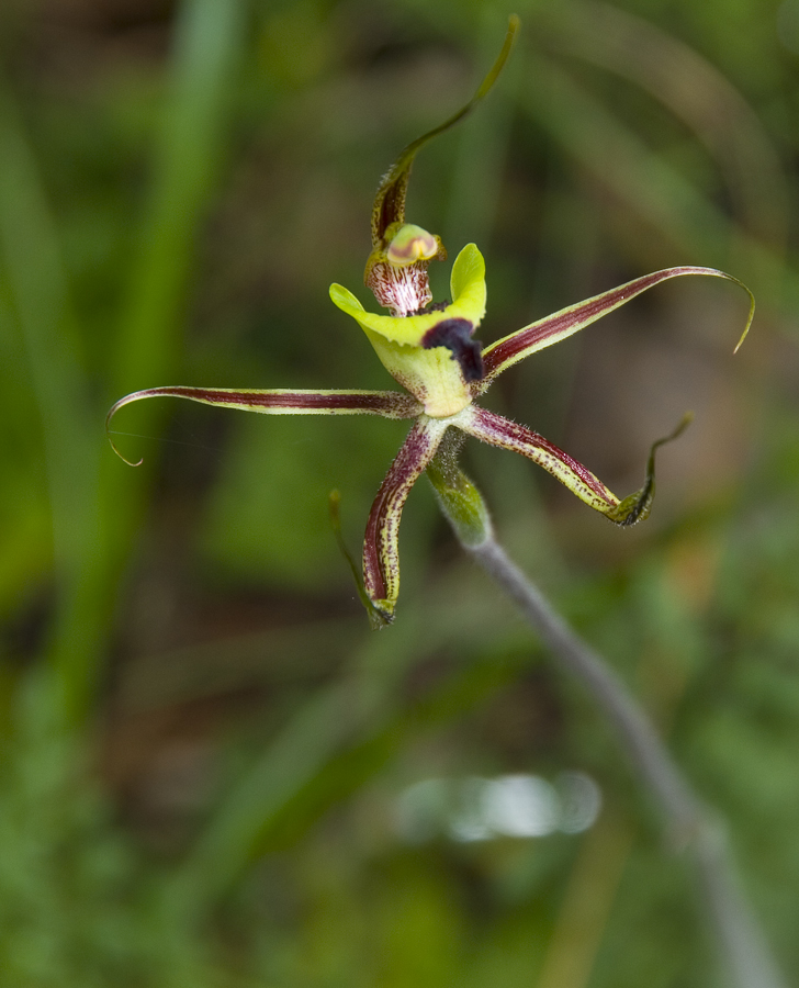 [wildflowers5Green+Spider.jpg]
