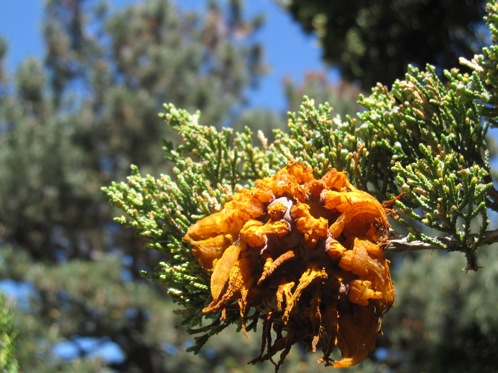 Arrowhead Alpines Blog Orange slime balls