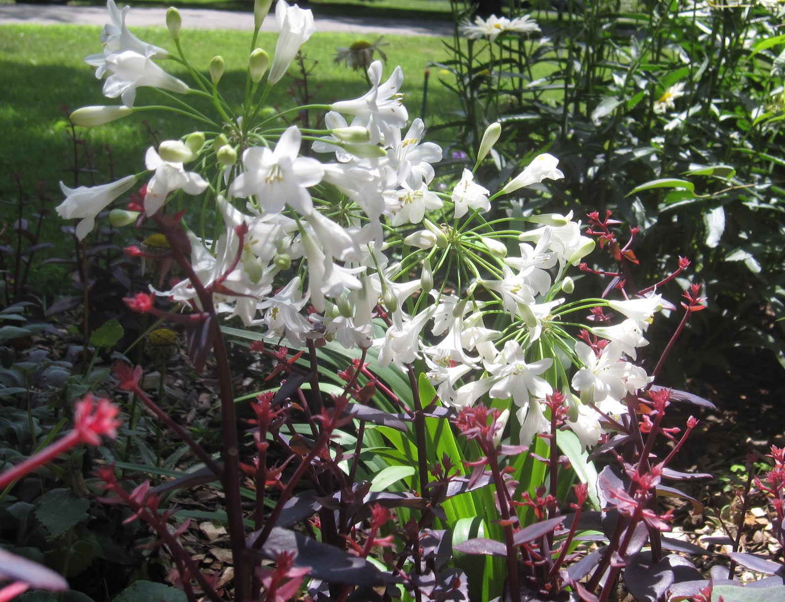 Real World Gardener Brazilian Sky Flower Is Plant Of The Week