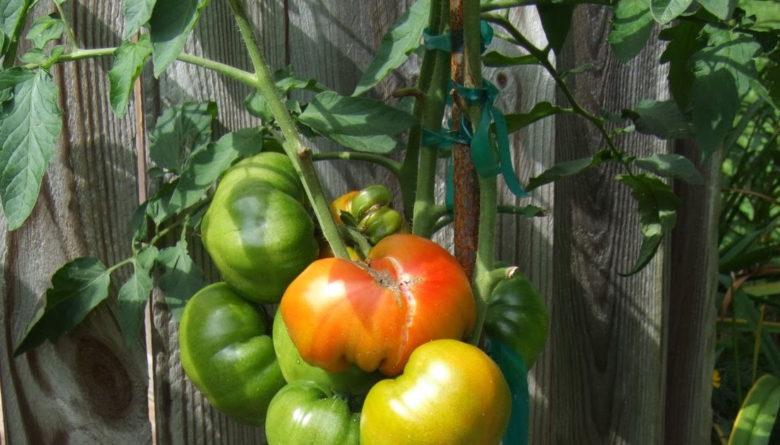 Hydroponic Workshop: Ugly Ripe Tomatoes are OK, but not great