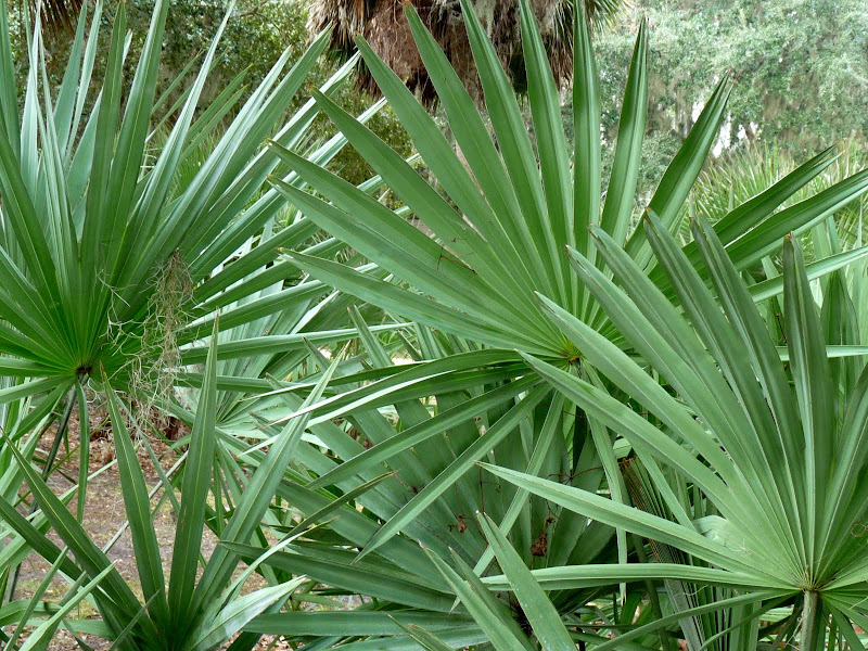 Tropical Plants Florida