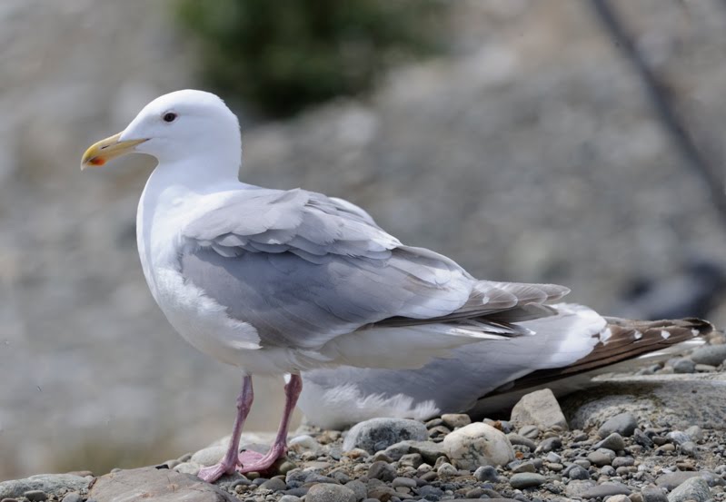 Larusology: Nelson’s Gull