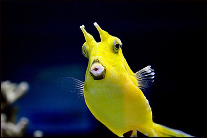 My Funny: Fishes Mimic Like Human Faces | Pictures