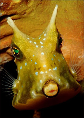 fish with face