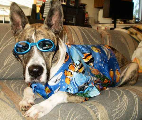 Curious, Funny Photos / Pictures Dogs in a Hawaiian shirt 23 Pics