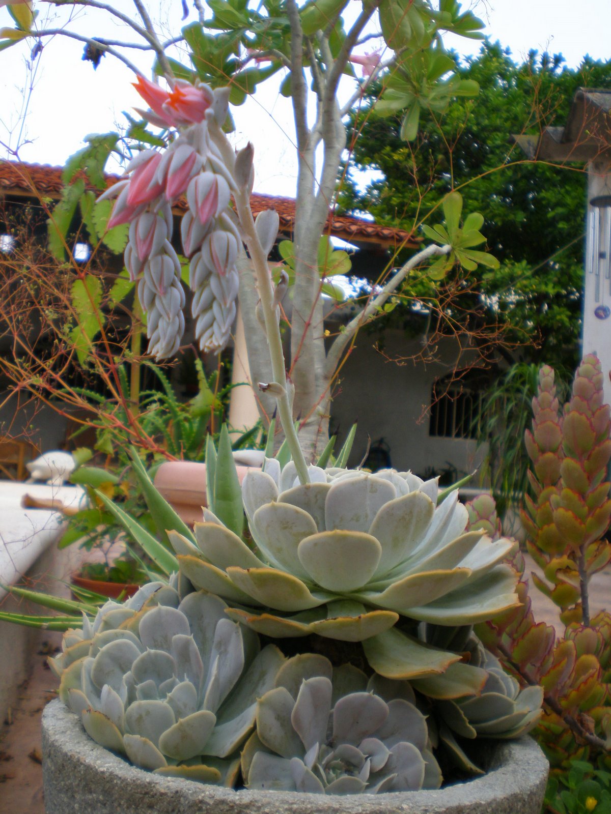 [Echeveria+elegans1.JPG]