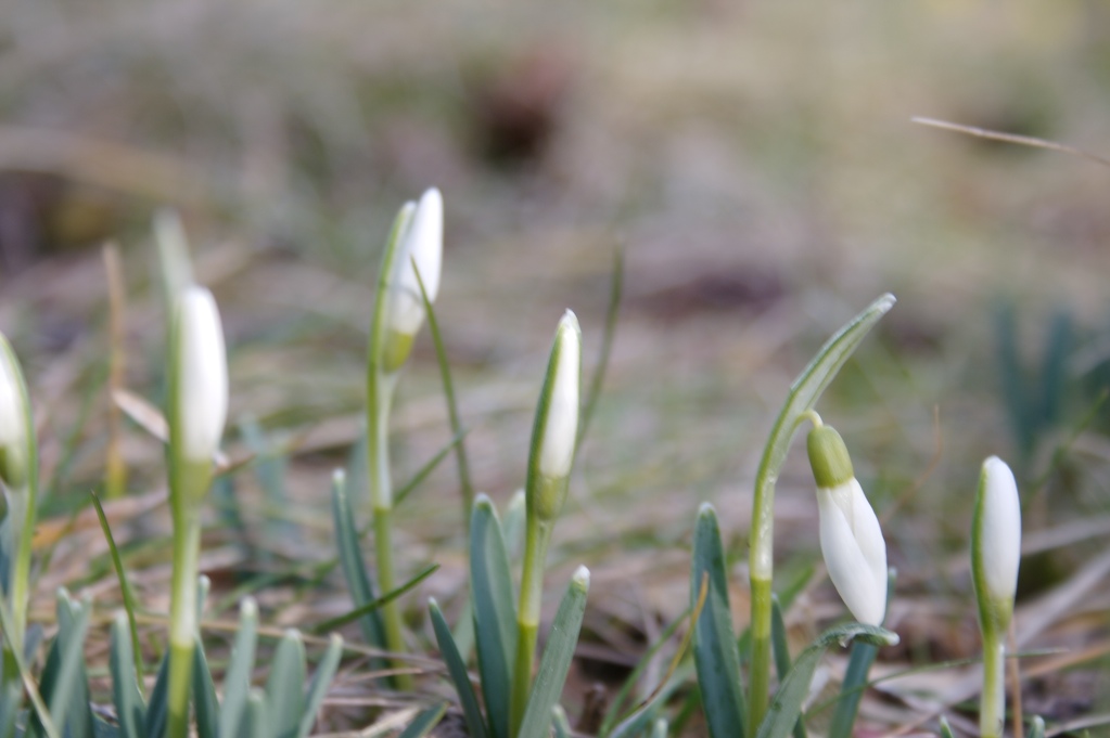 [Snowdrops.jpg]