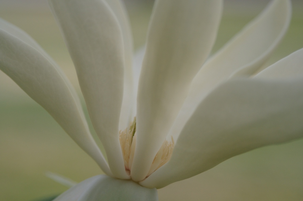 [Magnolia+(1).jpg]