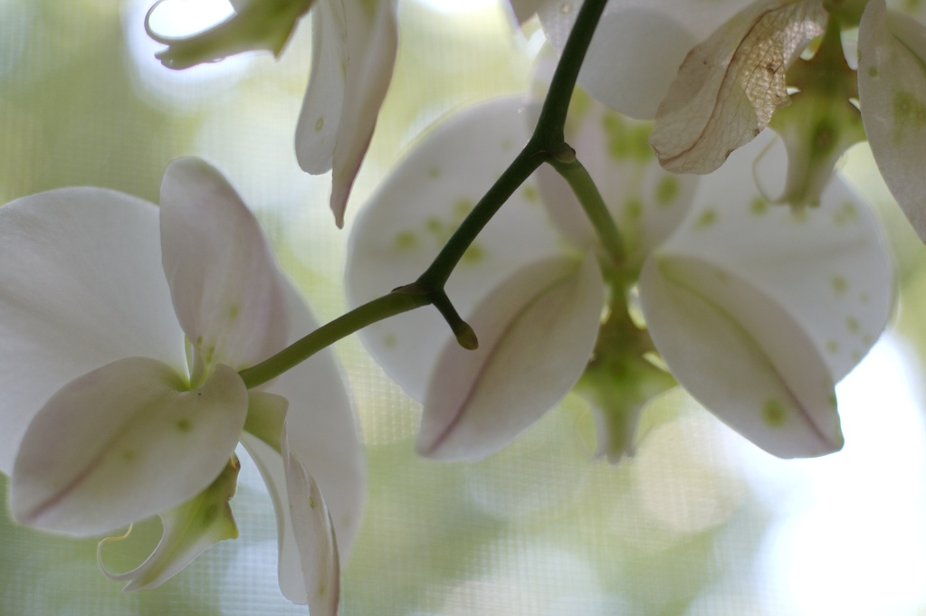 [orchids.jpg]