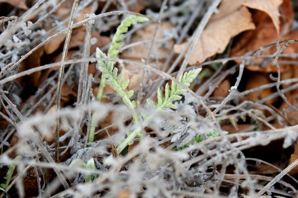 [Greening+again.jpg]
