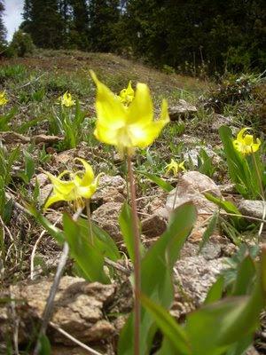 Alpine flowers on Mount Neva