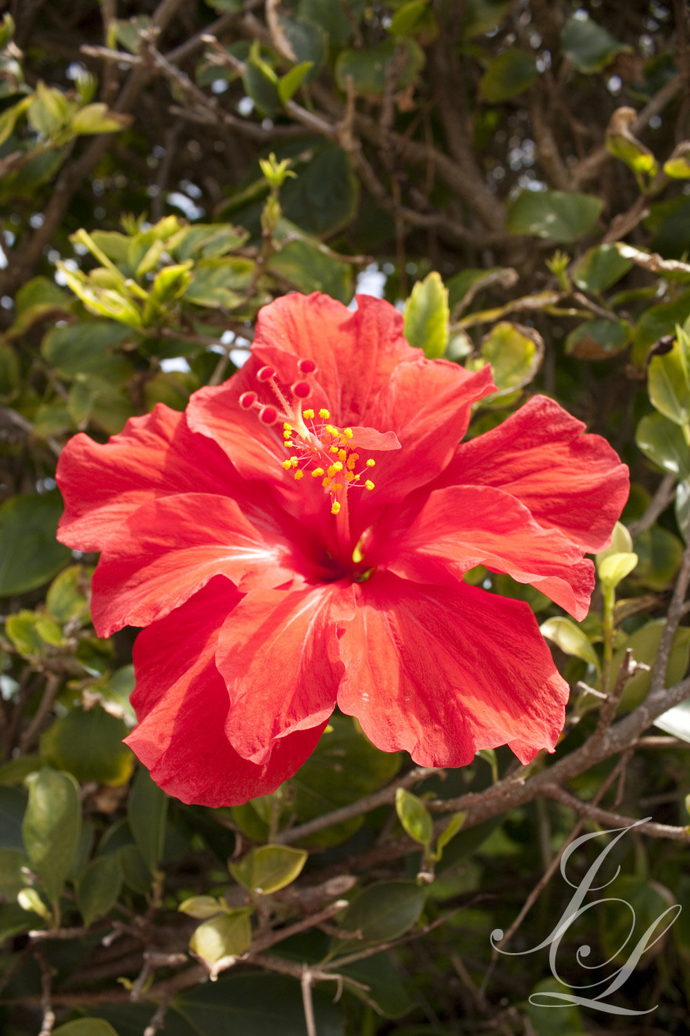 Jillian Lee Photography Flowers of Bermuda