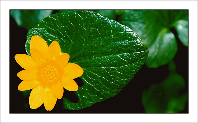[flor_blog.jpg]