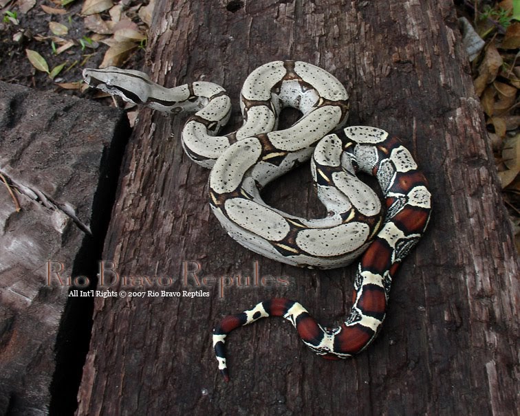 boa constrictor care sheet boa constrictor care sheet