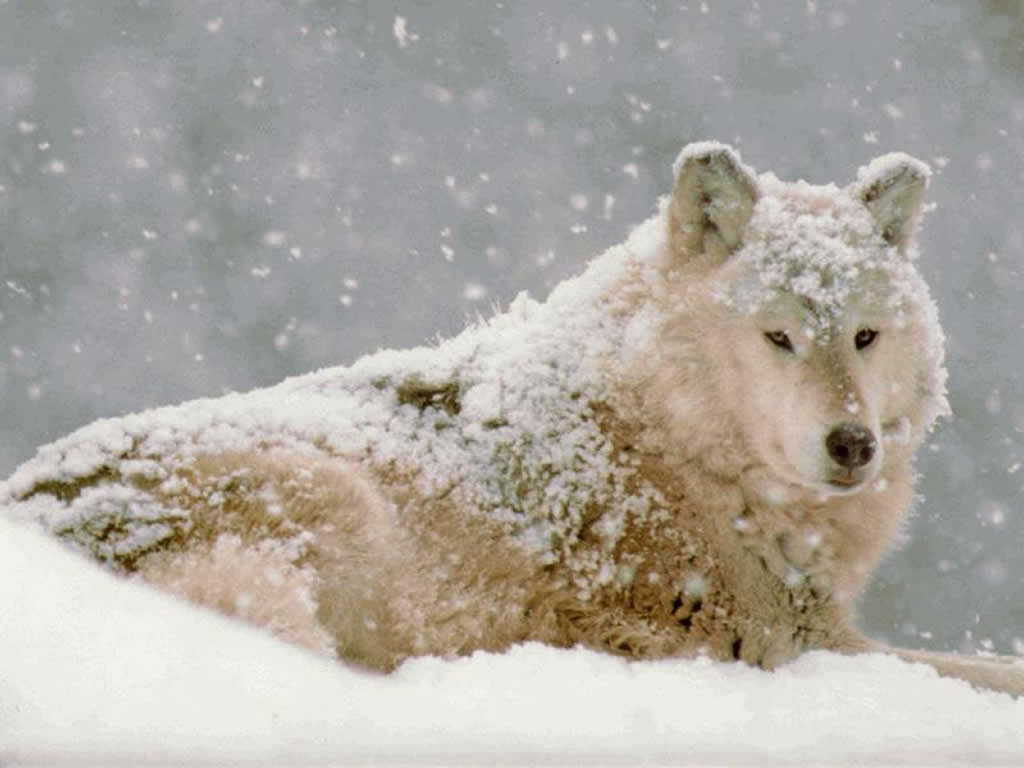 [8653lobo.jpg]