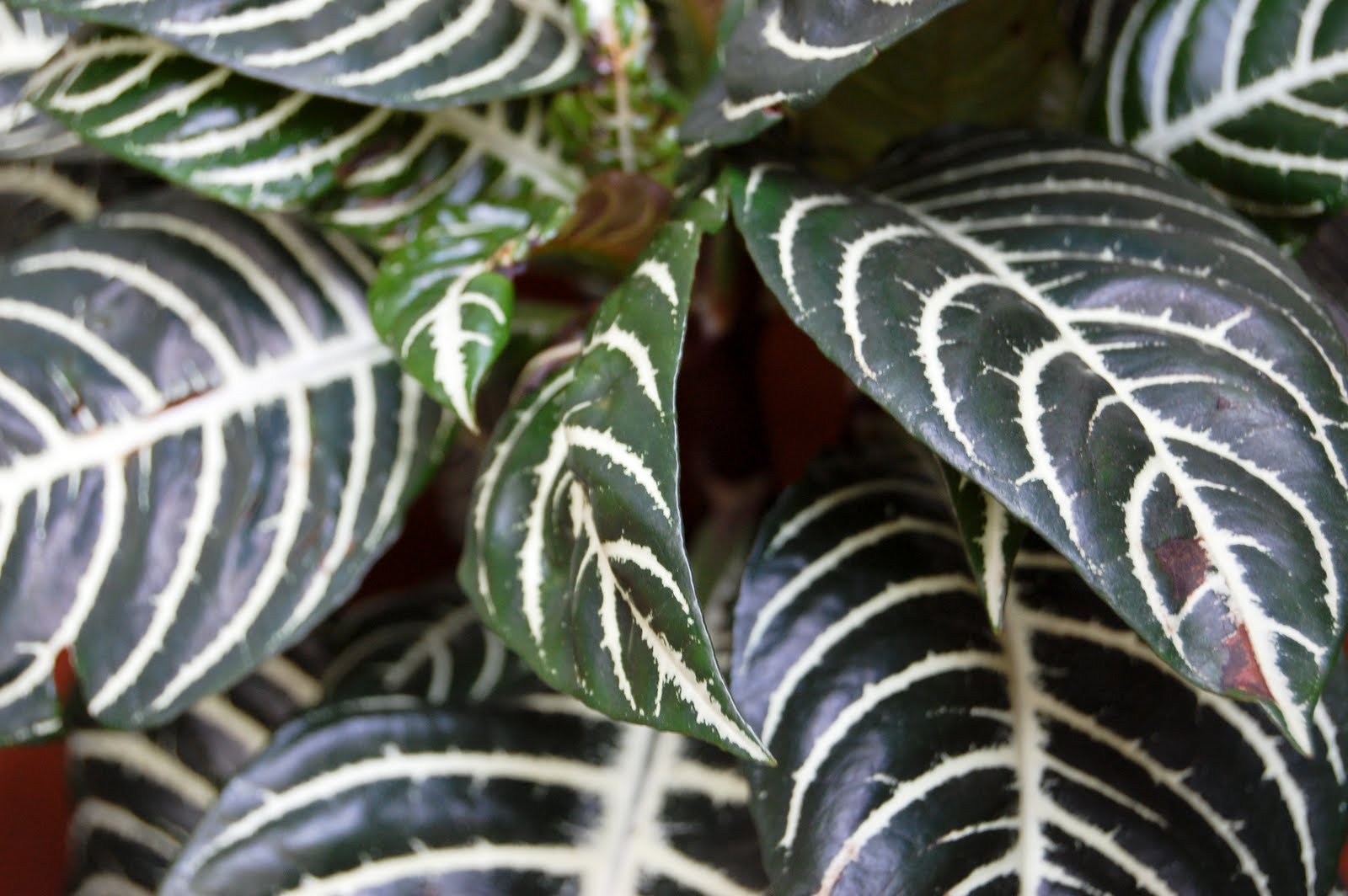 variegata zebra plant care variegata zebra plant care