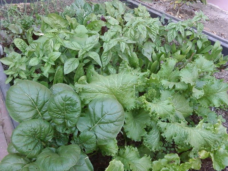 [Fall+Crops+Up+Close.JPG]