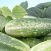 CUCUMBER AND ITS IMPORTANCE