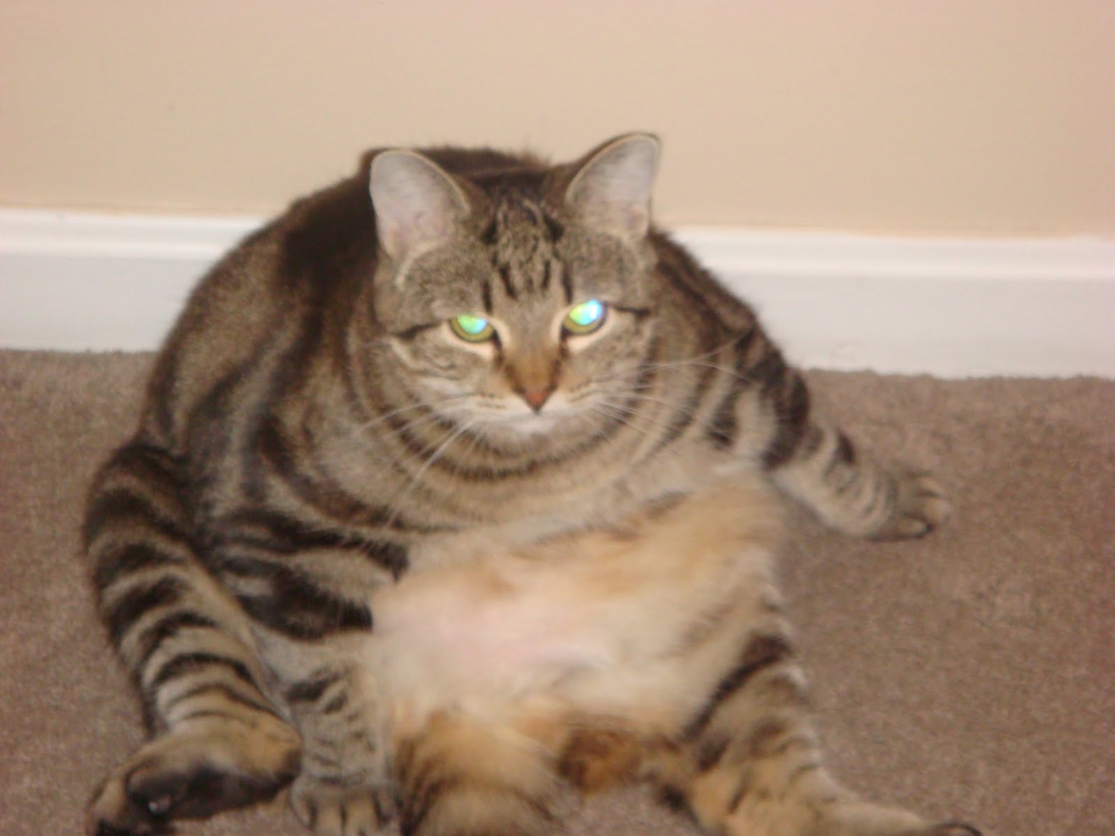 Across My Kitchen Table The Queen Cat And The Very Bad Mood