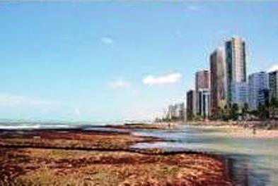 [recife1.JPG]