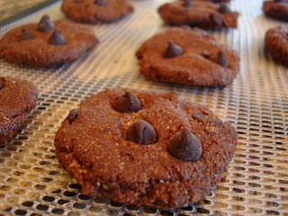 Close up of Raw Vegan Chocolate Chocolate-Chip Cookies on dehydrator tray