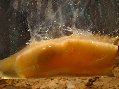 Close up of Scoby in bag