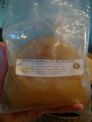 White Kombucha Mushroom in bag