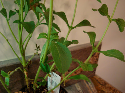 Close up of Stevia Plant leaves