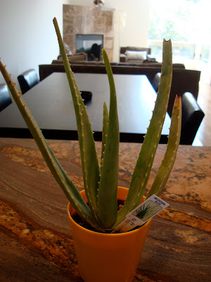 Aloe Plant on countertop
