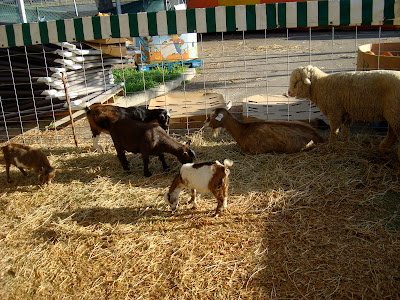 Petting Zoo at pumpkin patch