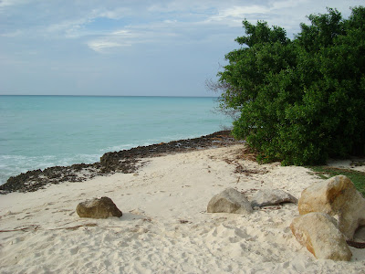 Rocks on beach with tree in front of ocean