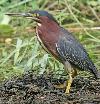 [Green-Heron_Butorides+virescens.jpg]