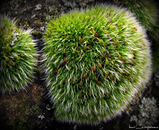 Muschiul de piatra-Stone moss