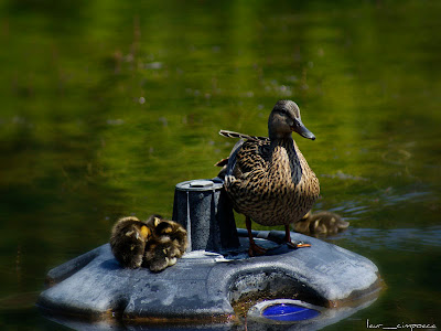 Rata salbatica Duck Pato Πάπια