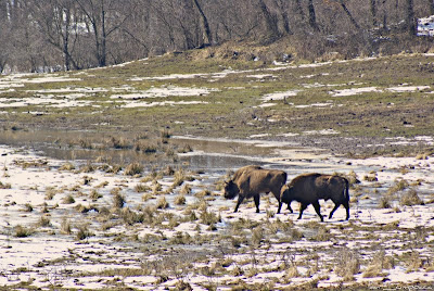 Zimbri Bucsani-Zimbraria Neagra-Dambovita-Bison Bonasus