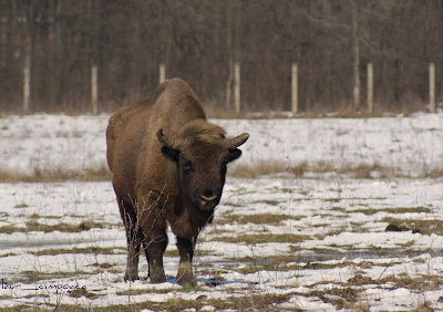 Zimbri Bucsani-Zimbraria Neagra-Dambovita-Bison Bonasus