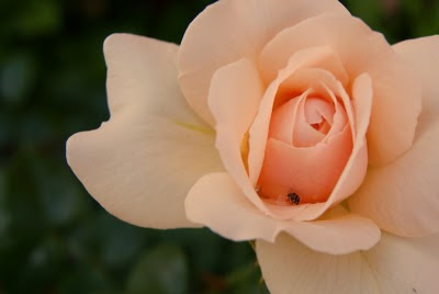 trandafir-rose-rosa-floare-flower