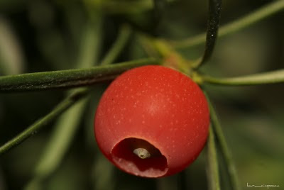 Tisa (Taxus baccata)