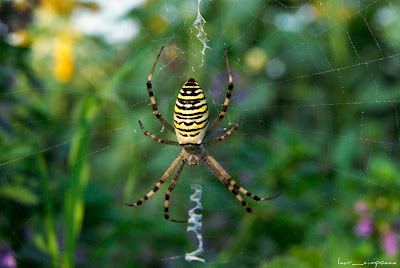 Păianjen viespe-Argiope bruennichi-Wasp spider-Araña avispa-Tigerspinne-Darázspók 